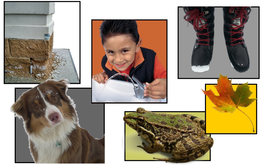 images of a building, child drinking water, winter boots, dog, frog and leaf. All can be damaged by salt.