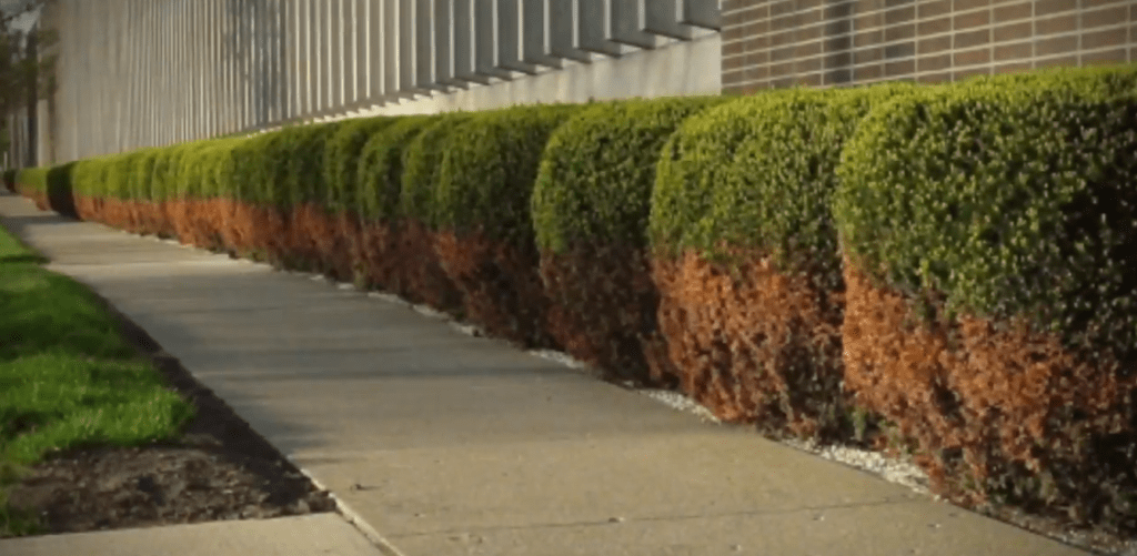 Salt can damage landscapes.